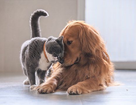 Pet Care — Cuddling Dog and Cat in Montana City, MT