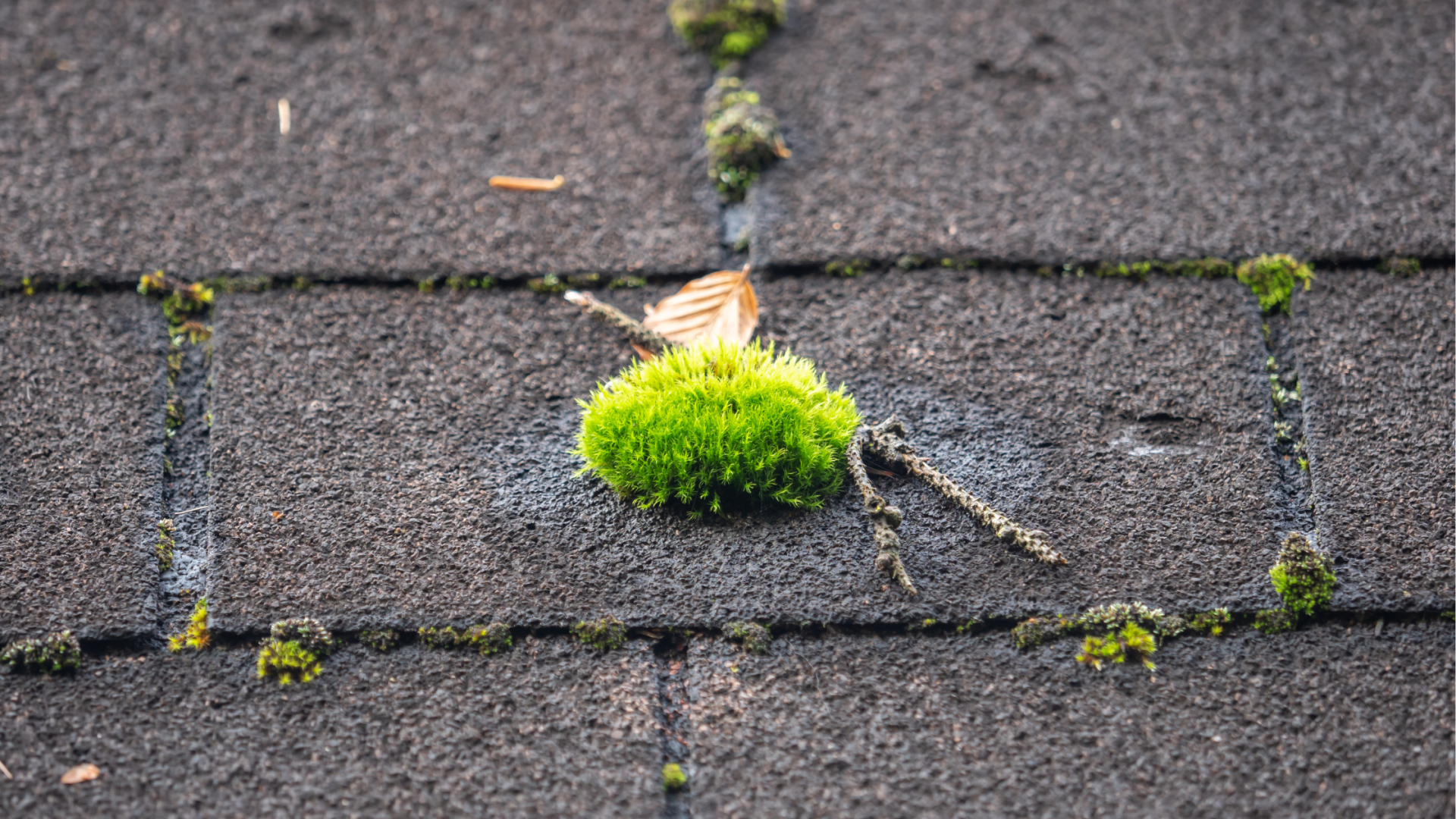 Moss And Green Things Growing On Your Roof, Roof Replacement, Roof Repairs, Roofing Contractor, Sioux Falls SD