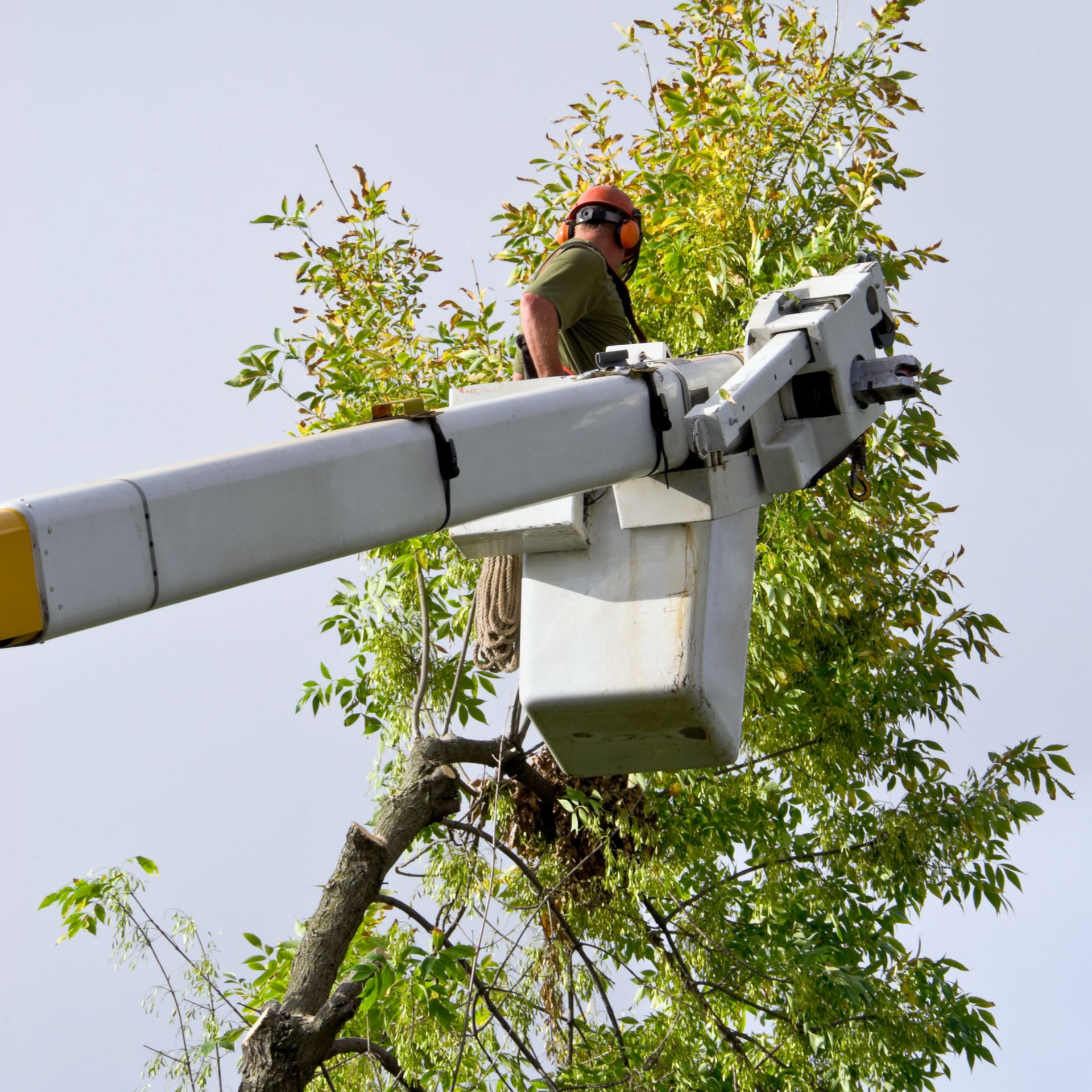 Professional tree trimmer working from a crane lift