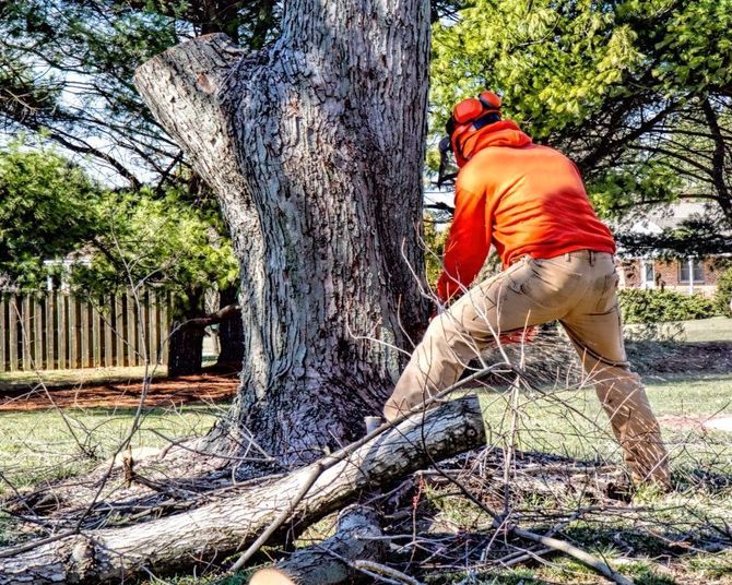 Worker in orange gear cutting a large fallen tree trunk in a yard with a chainsaw