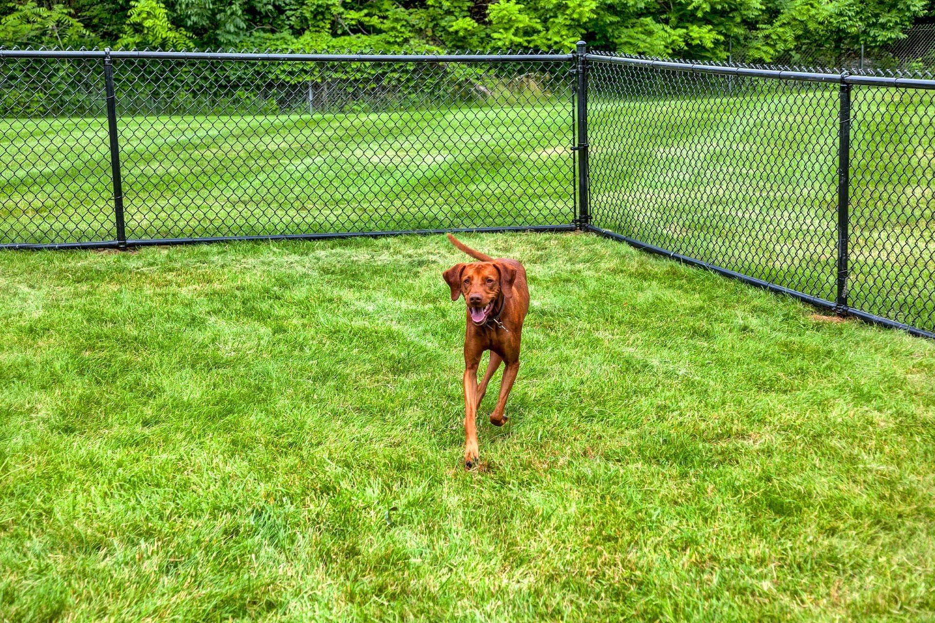 A brown dog runs across a green lawn inside a chain-link fenced area.