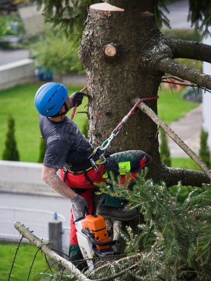 A man is cutting down a tree with a chainsaw.