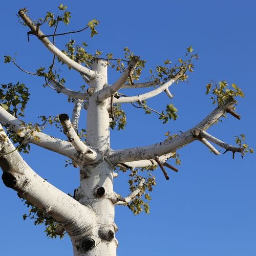 A tree with a blue sky in the background