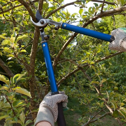 A person is cutting a tree branch with a pair of scissors