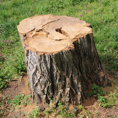 A large tree stump is sitting in the grass.