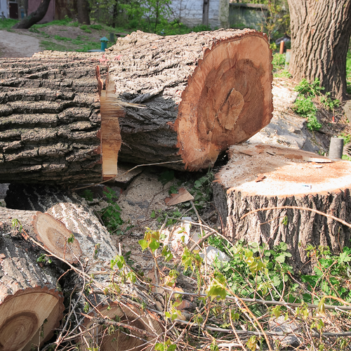 A pile of logs laying on top of each other