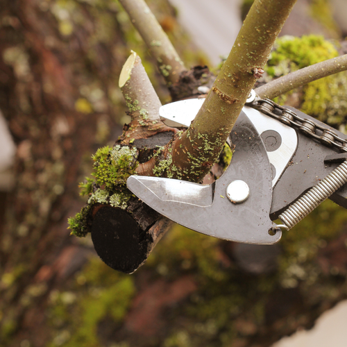 A person is cutting a tree branch with a pair of scissors