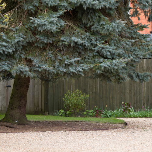 A large blue pine tree stands in front of a wooden fence