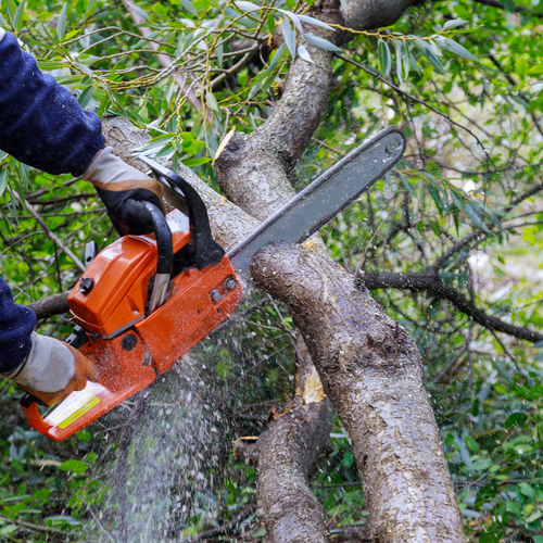 A person is cutting a tree branch with a chainsaw.