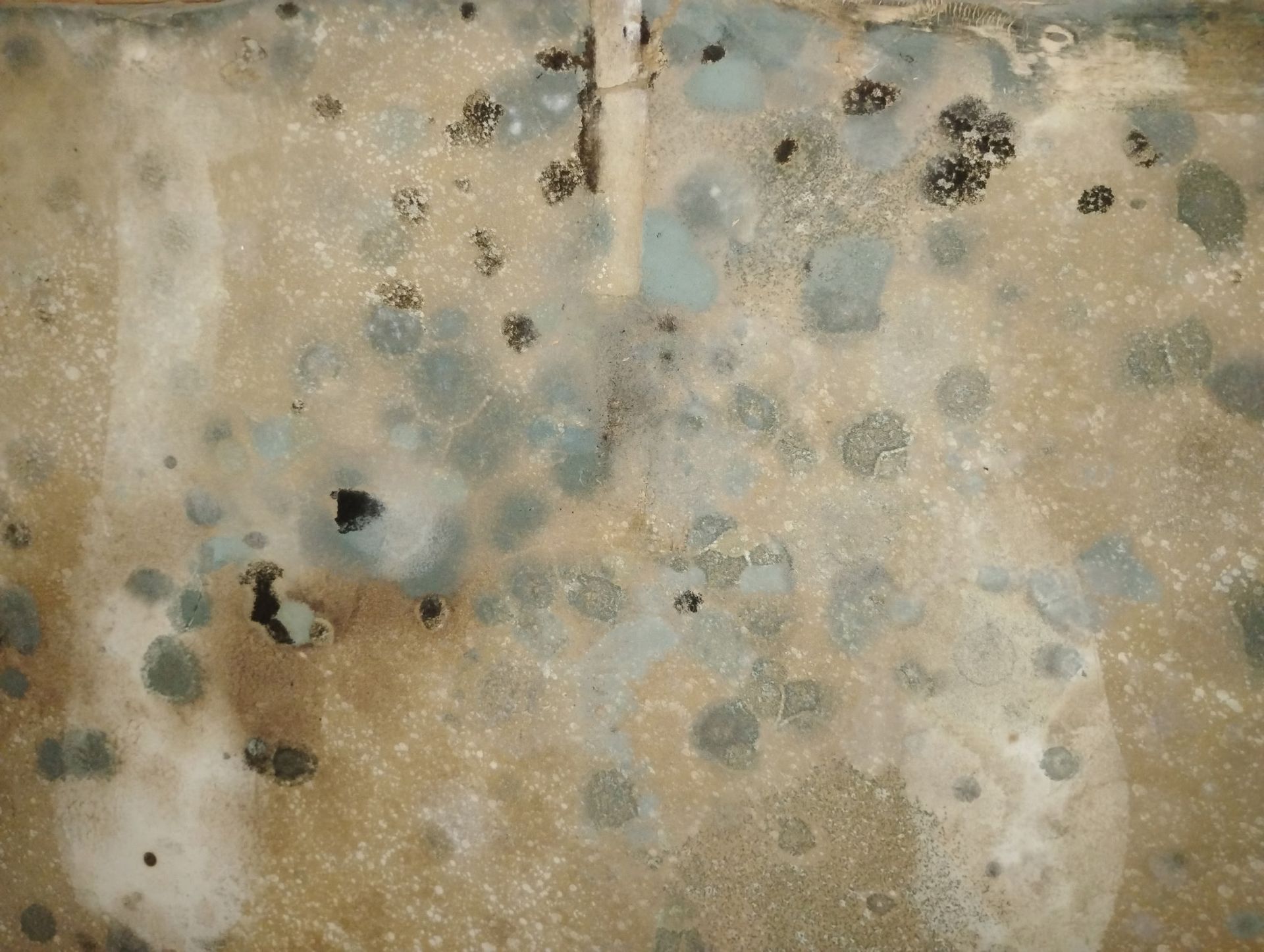 A close up of a wall with a lot of mold on it.