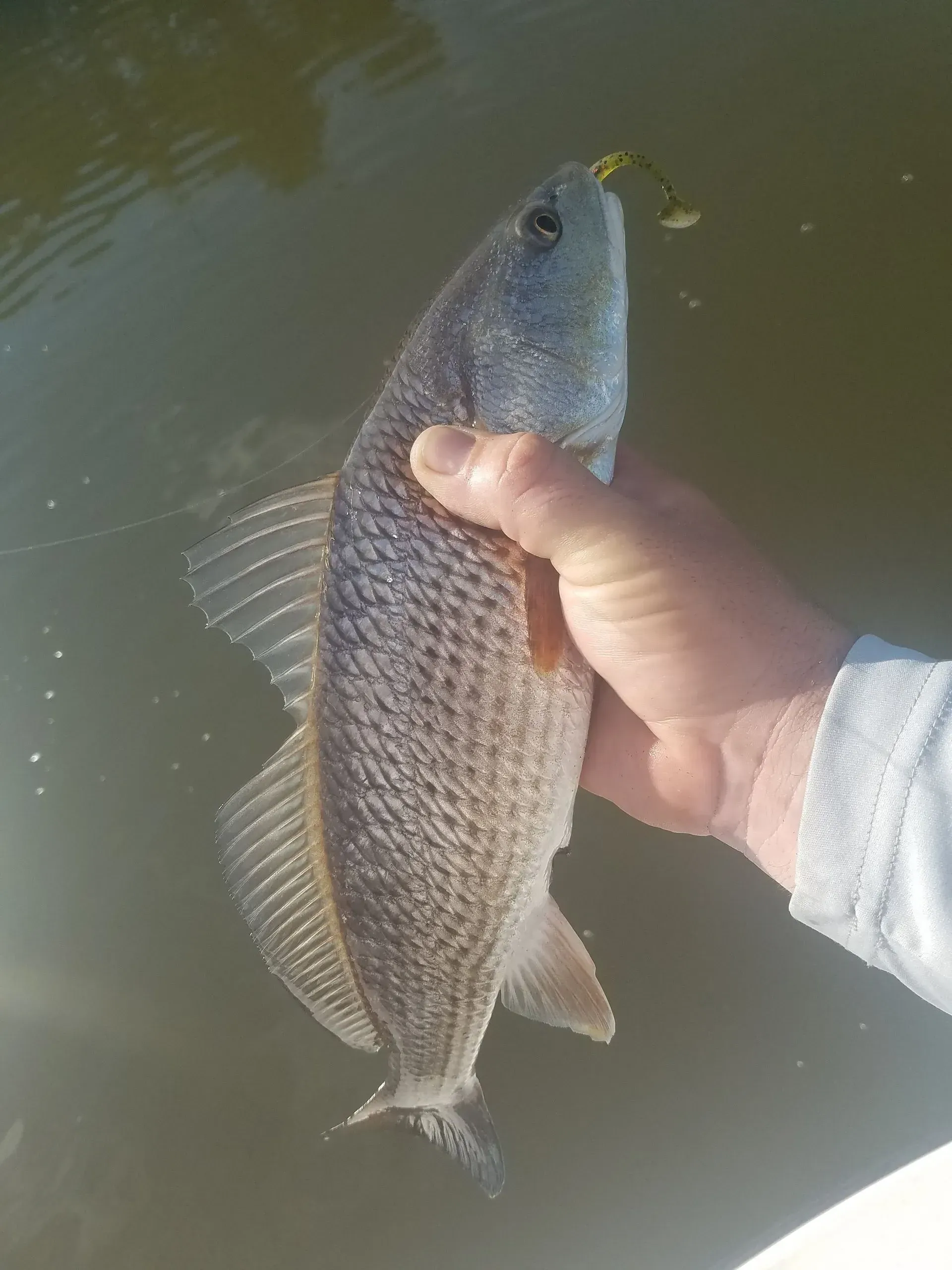 A person is holding a fish in their hand in the water.