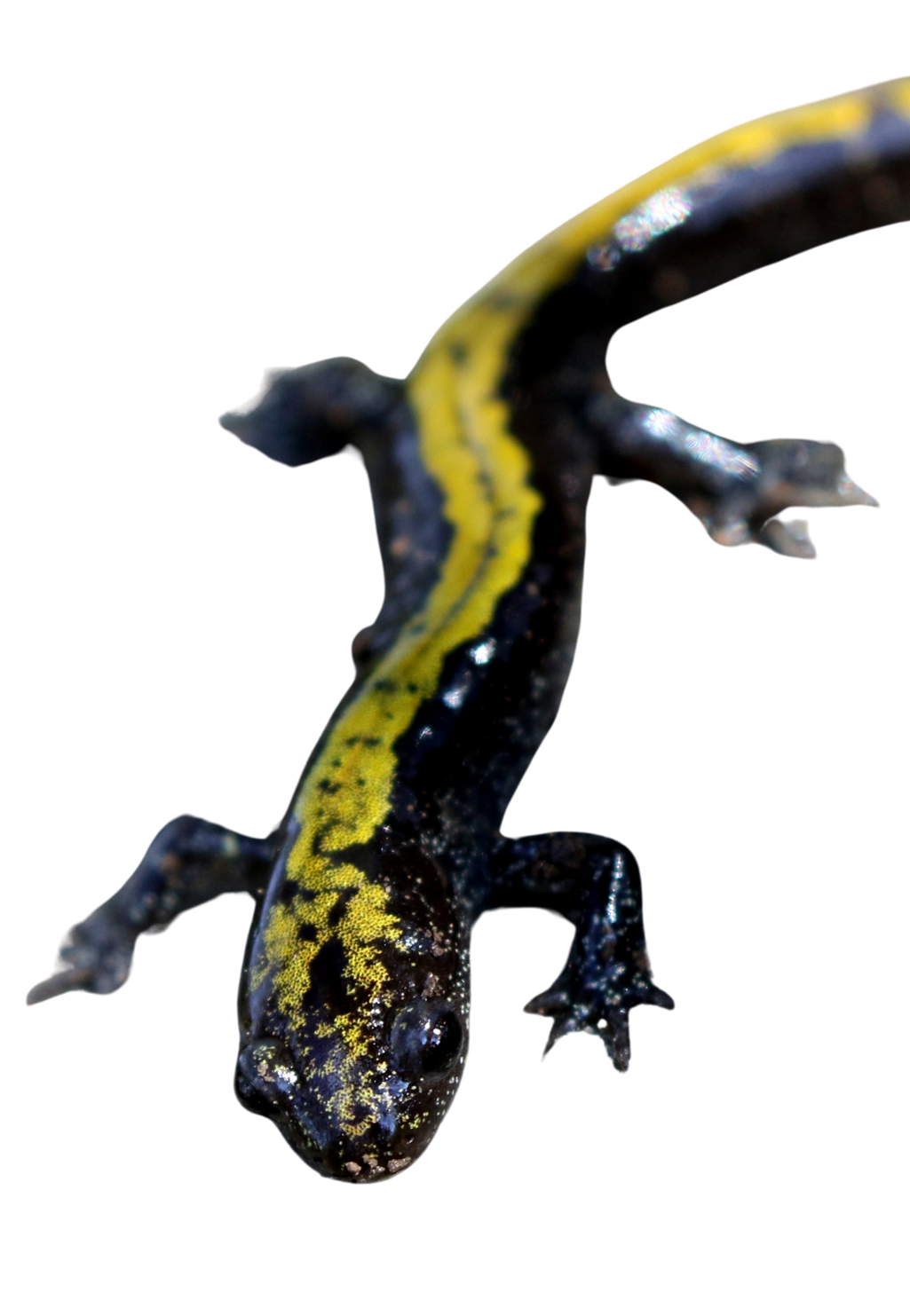 Long toed salamander.
Tacoma Washington Salamander.