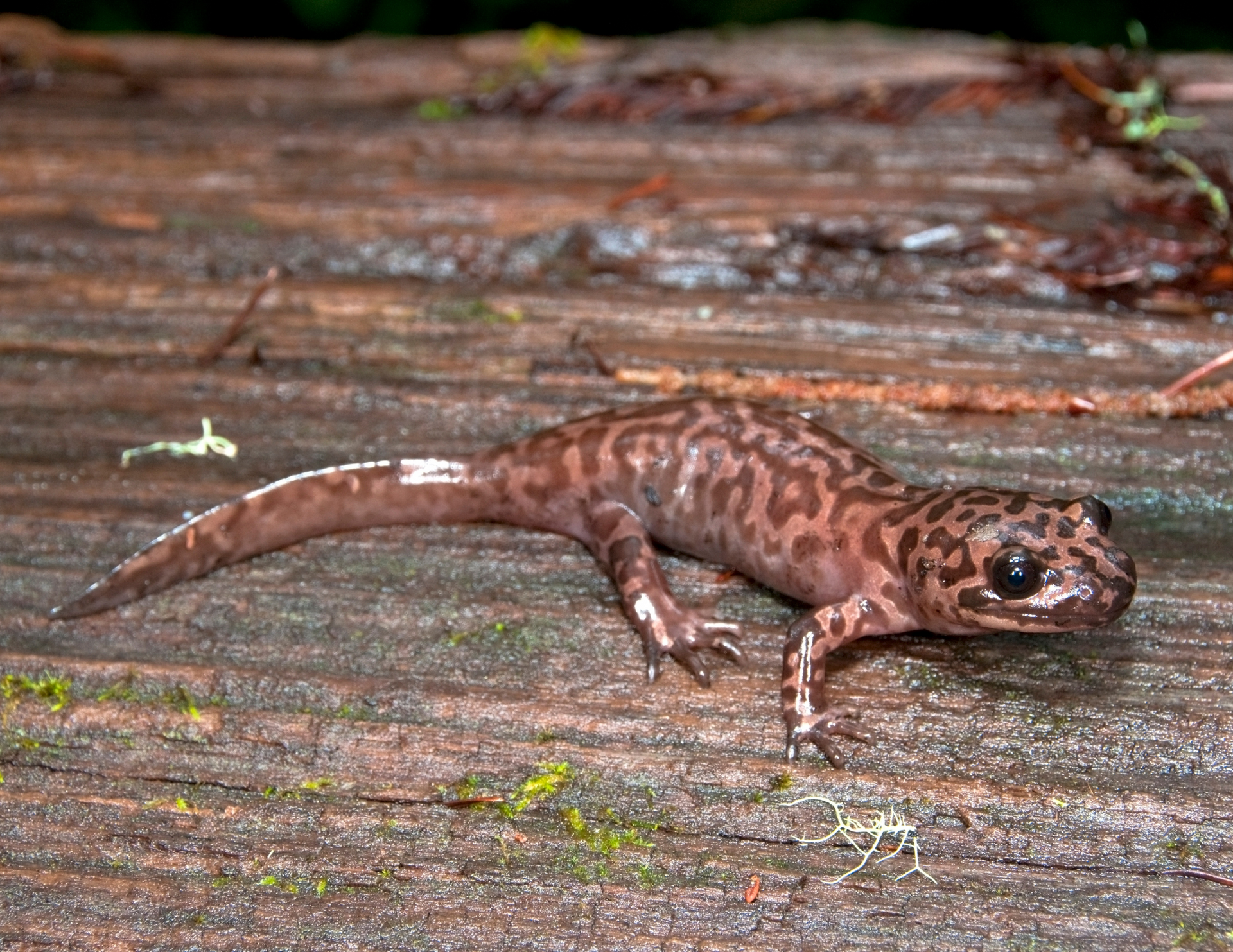 Pacific Giant Salamander in Washington