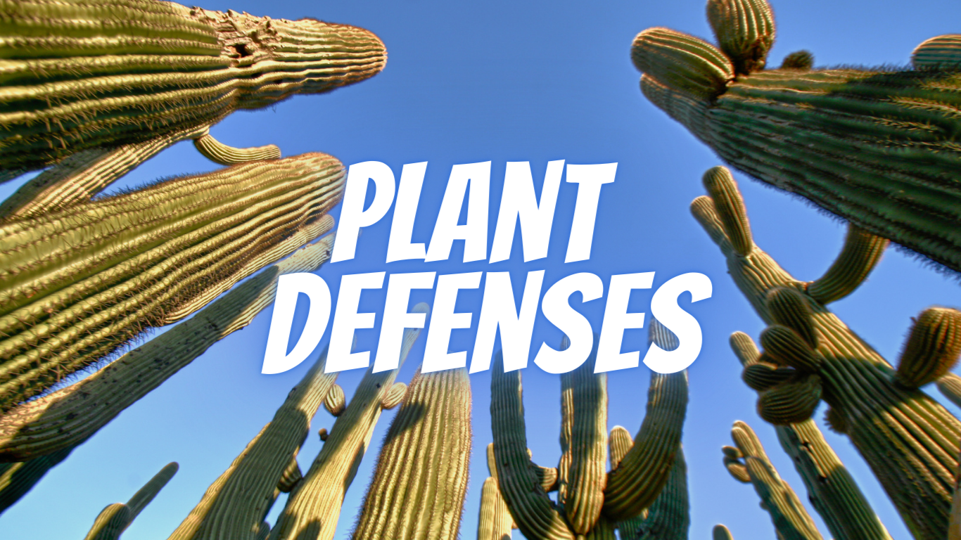 how-plants-defend-themselves