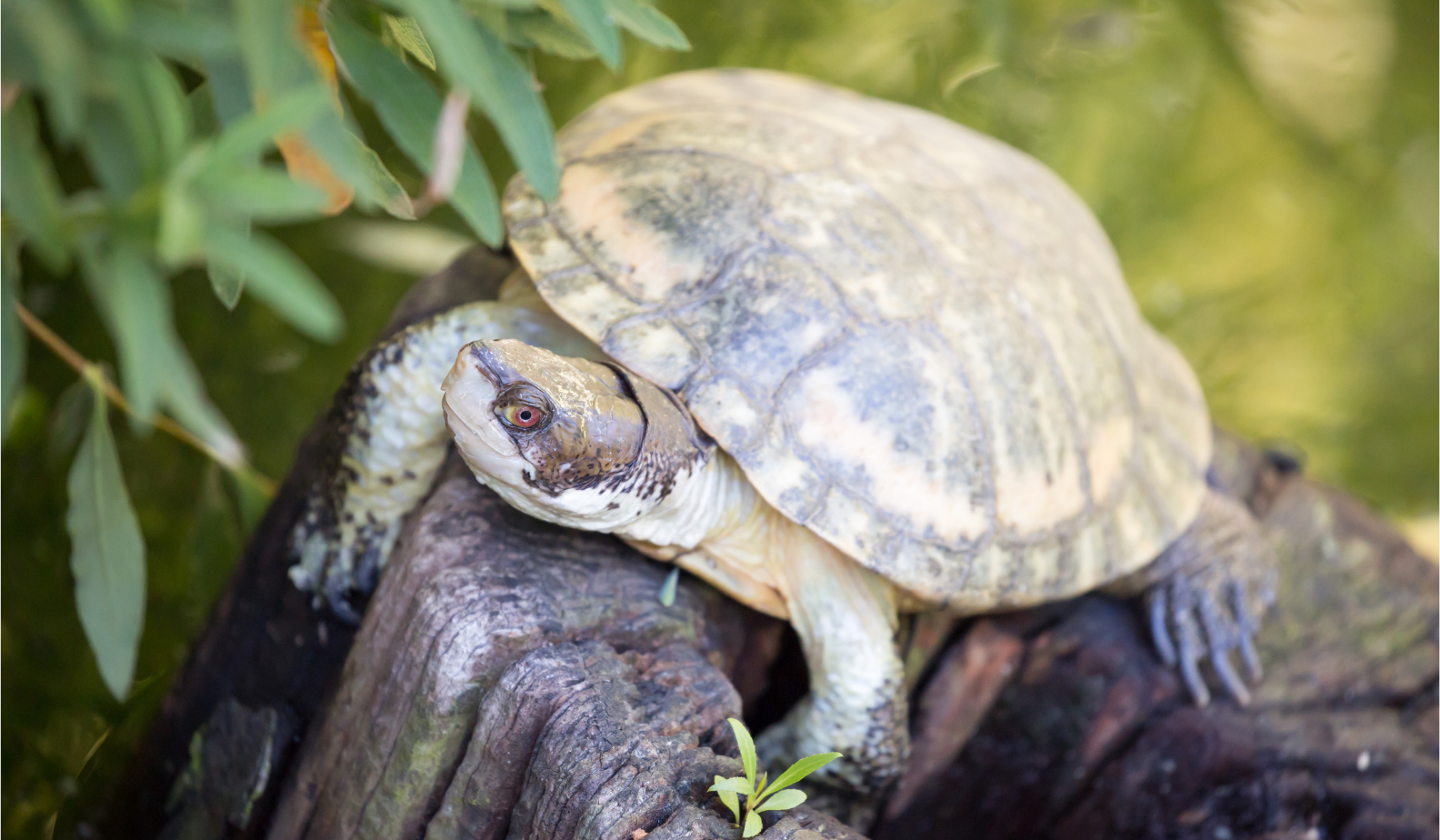 Northwestern pond turtle (Actinemys marmorata)