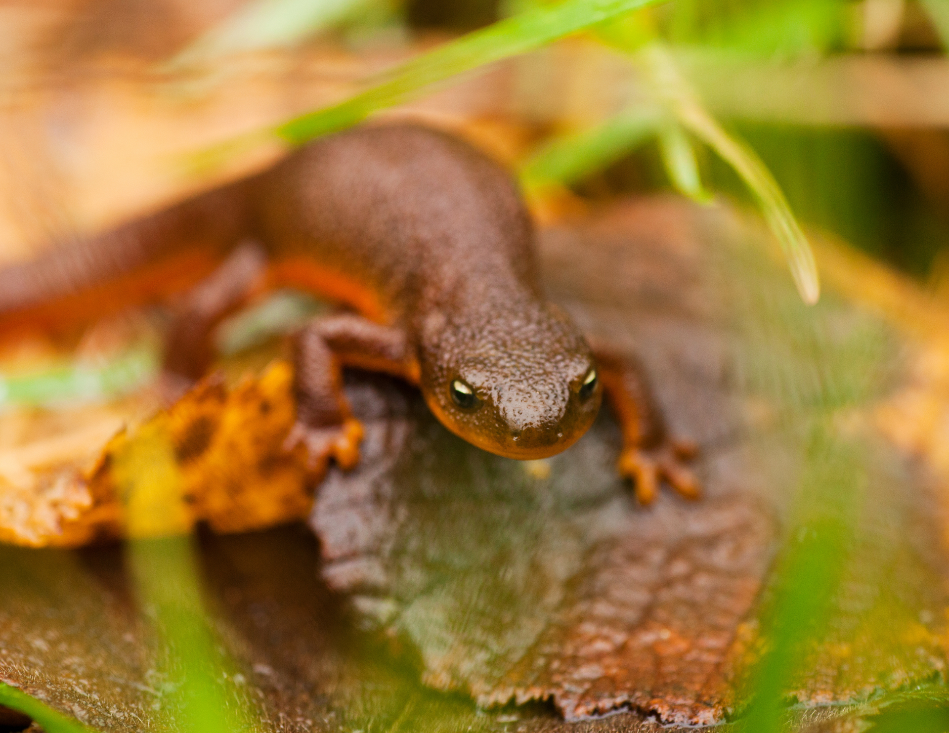 Rough Skinned Newt