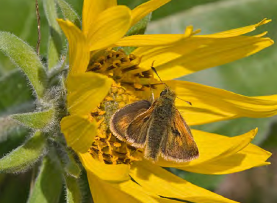 Mardon Skipper (Polites mardon)