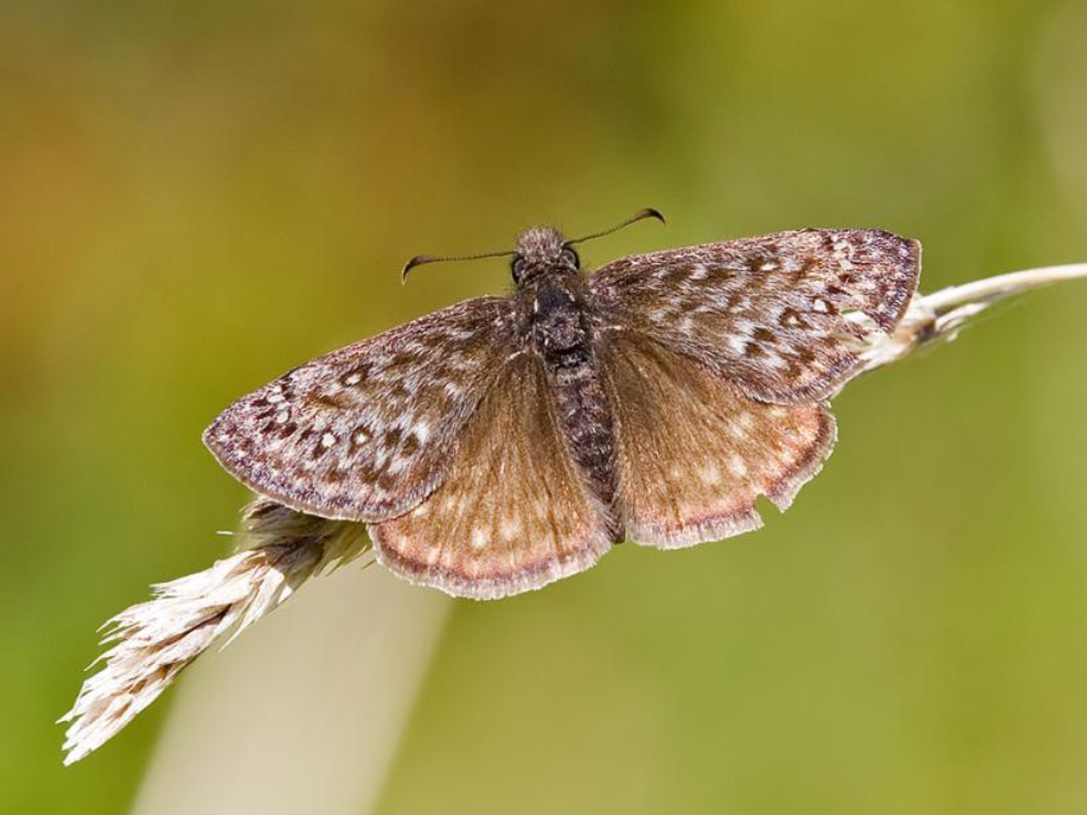 Propertius duskywing