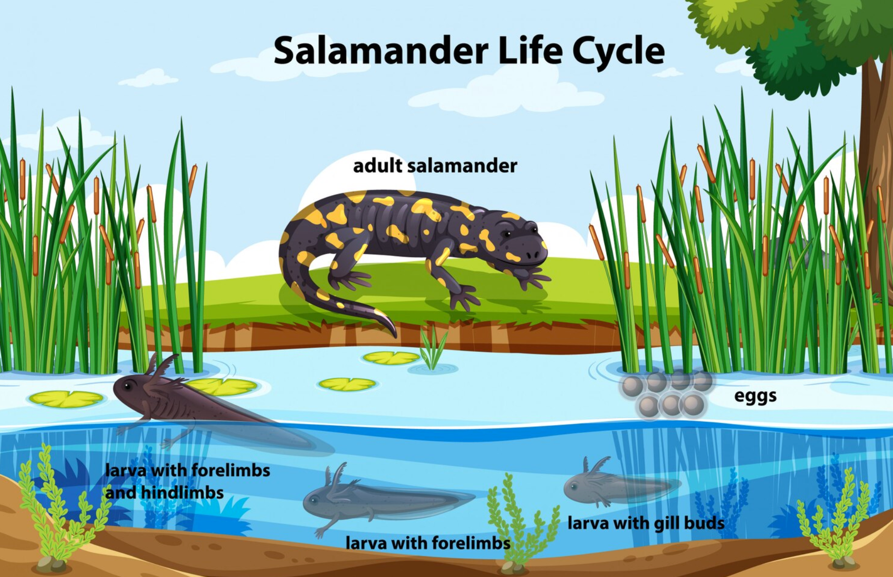 salamander life cycle diagram