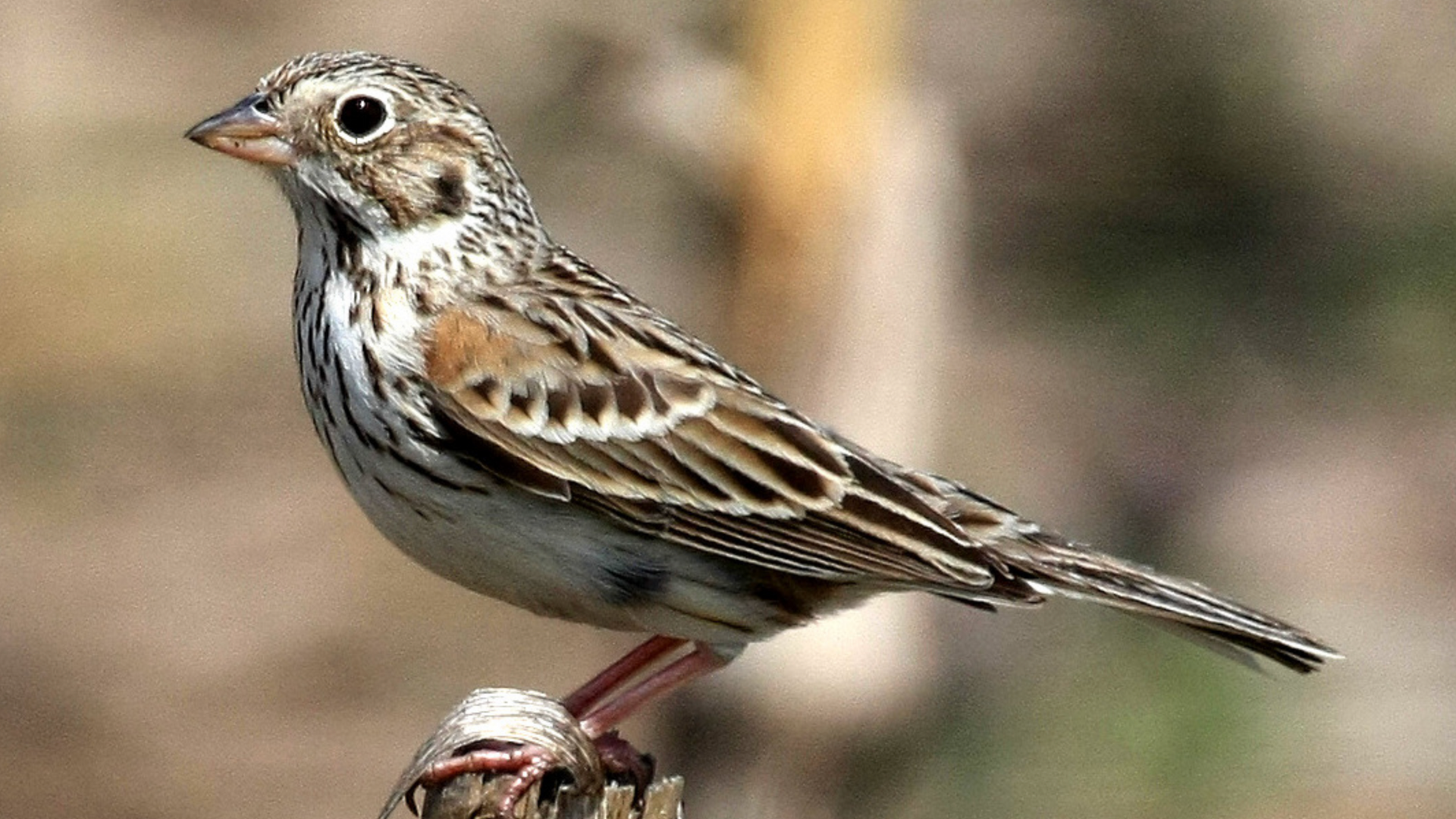 Oregon Vesper Sparrow in Washington Prairie
