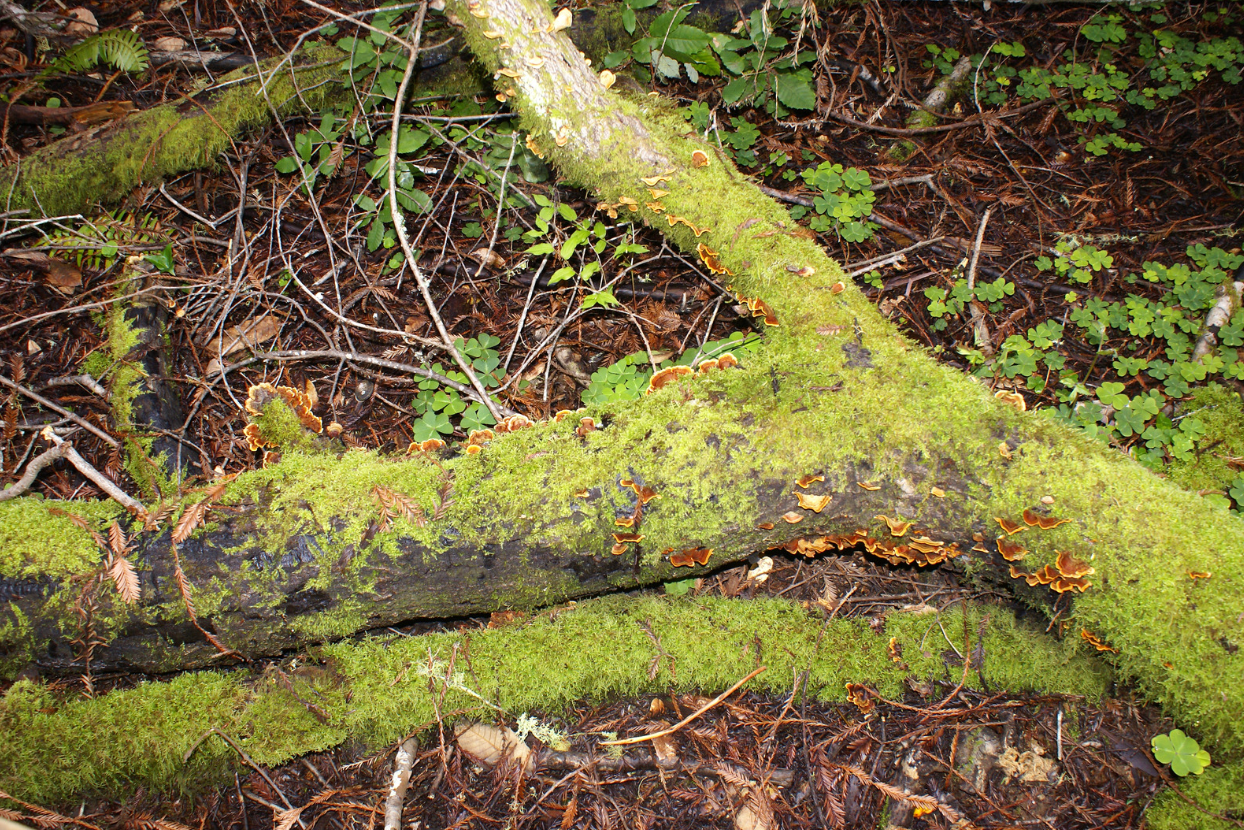 Salamanders hide underneath fallen trees and decaying logs.