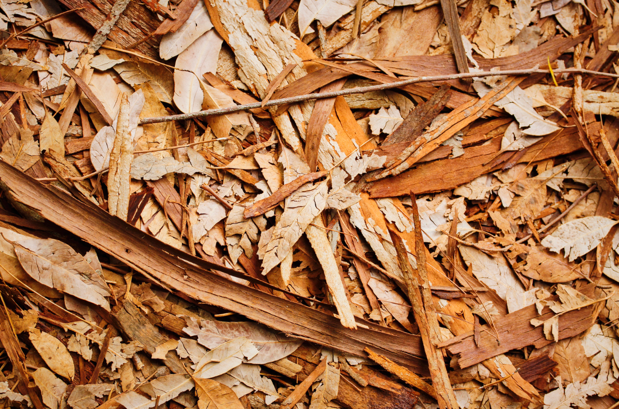 Salamanders hide underneath fallen leaves and in the leaf litter.