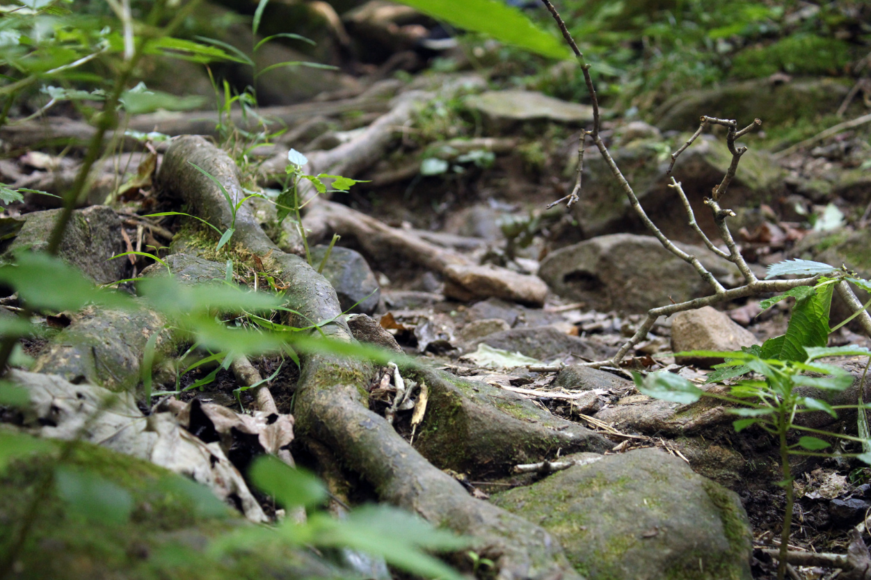 Salamanders hide underneath rocks and stones