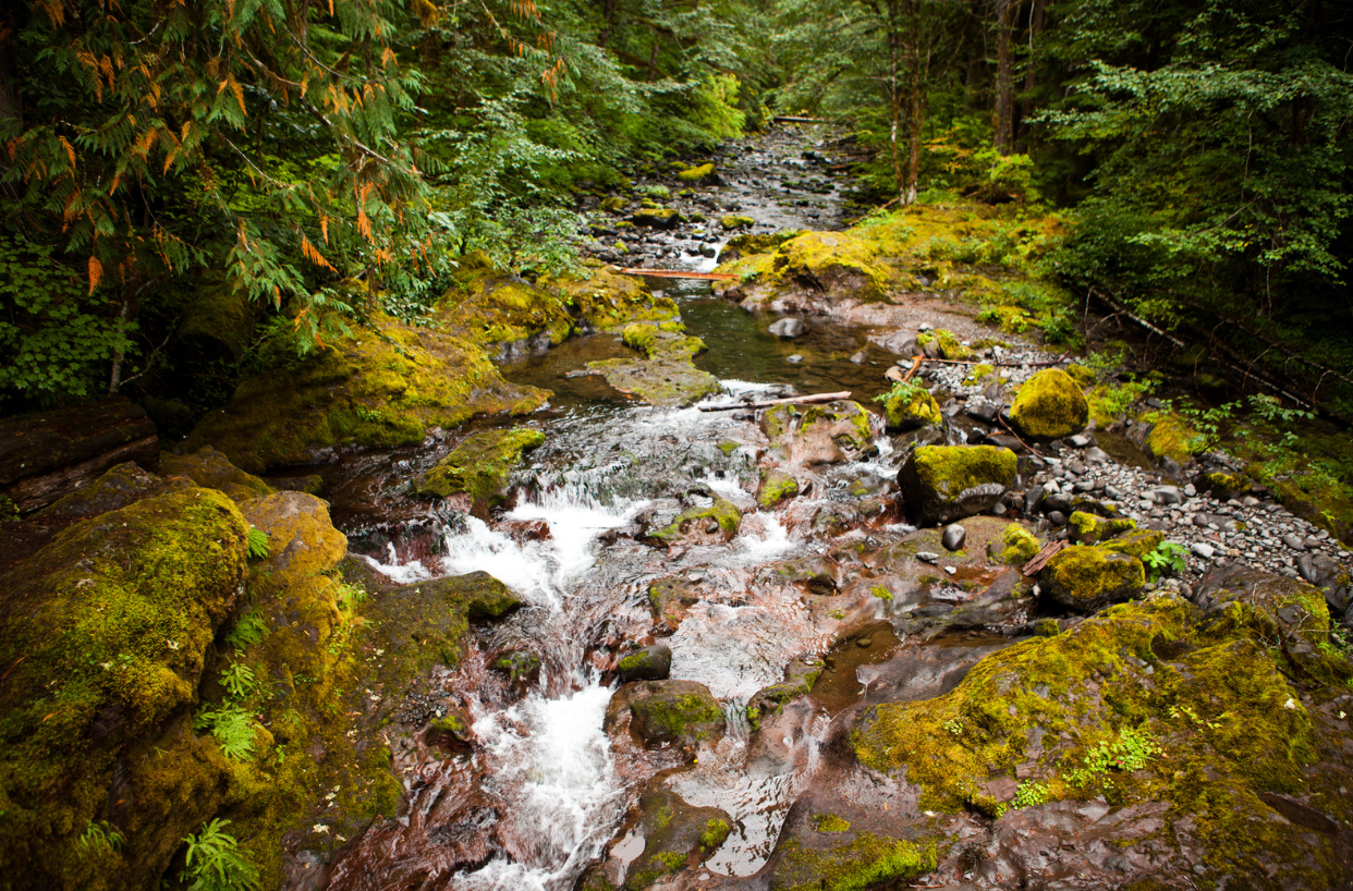 Salamanders live in streams and ponds.