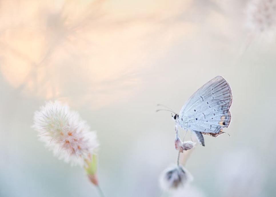 cremation services Bonaire, GA