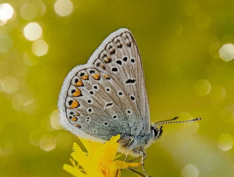 cremation services Kathleen, GA