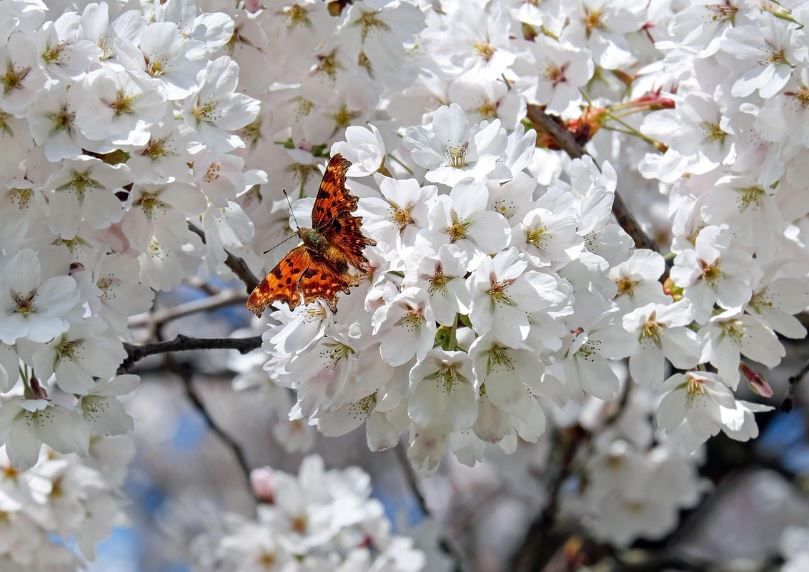 cremation services Warner Robins, GA