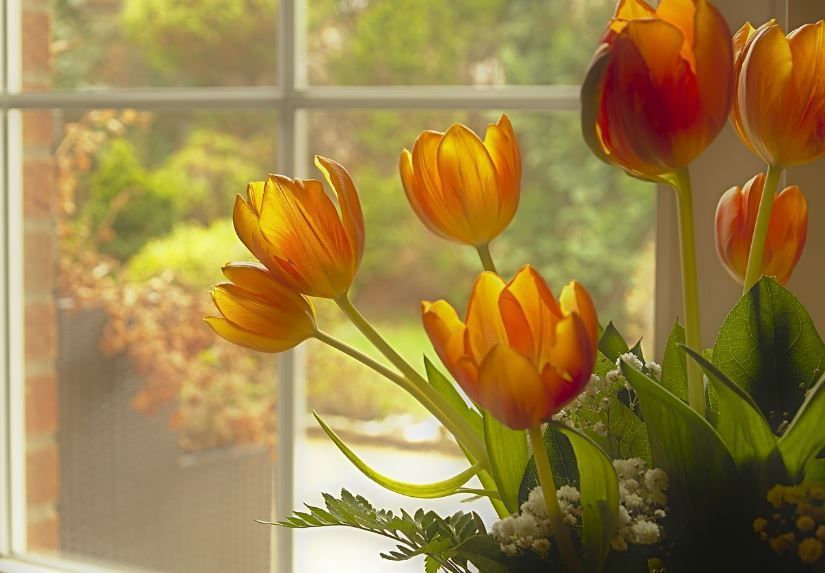 Sunlit orange tulips by a window with soft greenery, funeral homes Warner Robins, GA