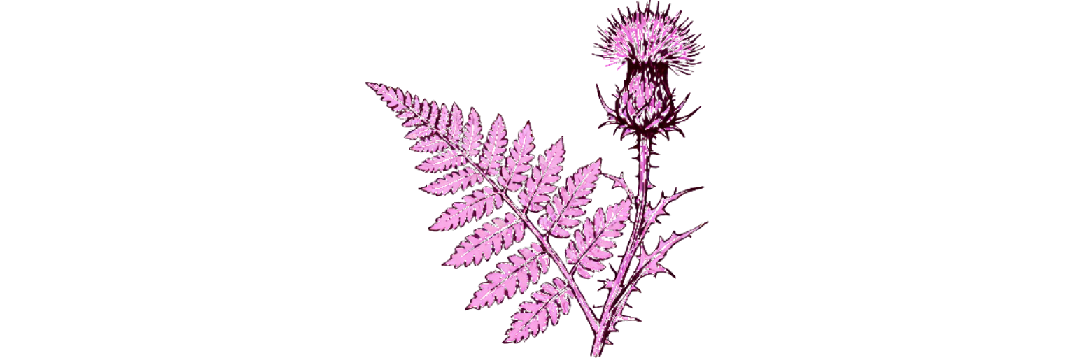 Botanical ink-line divider