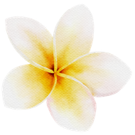 Ein Aquarell einer gelben und weißen Blume auf weißem Hintergrund.