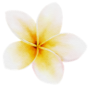 Eine Nahaufnahme einer gelb-weißen Blume auf weißem Hintergrund.