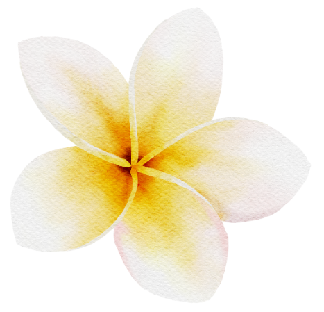 Eine Nahaufnahme einer gelb-weißen Blume auf weißem Hintergrund.