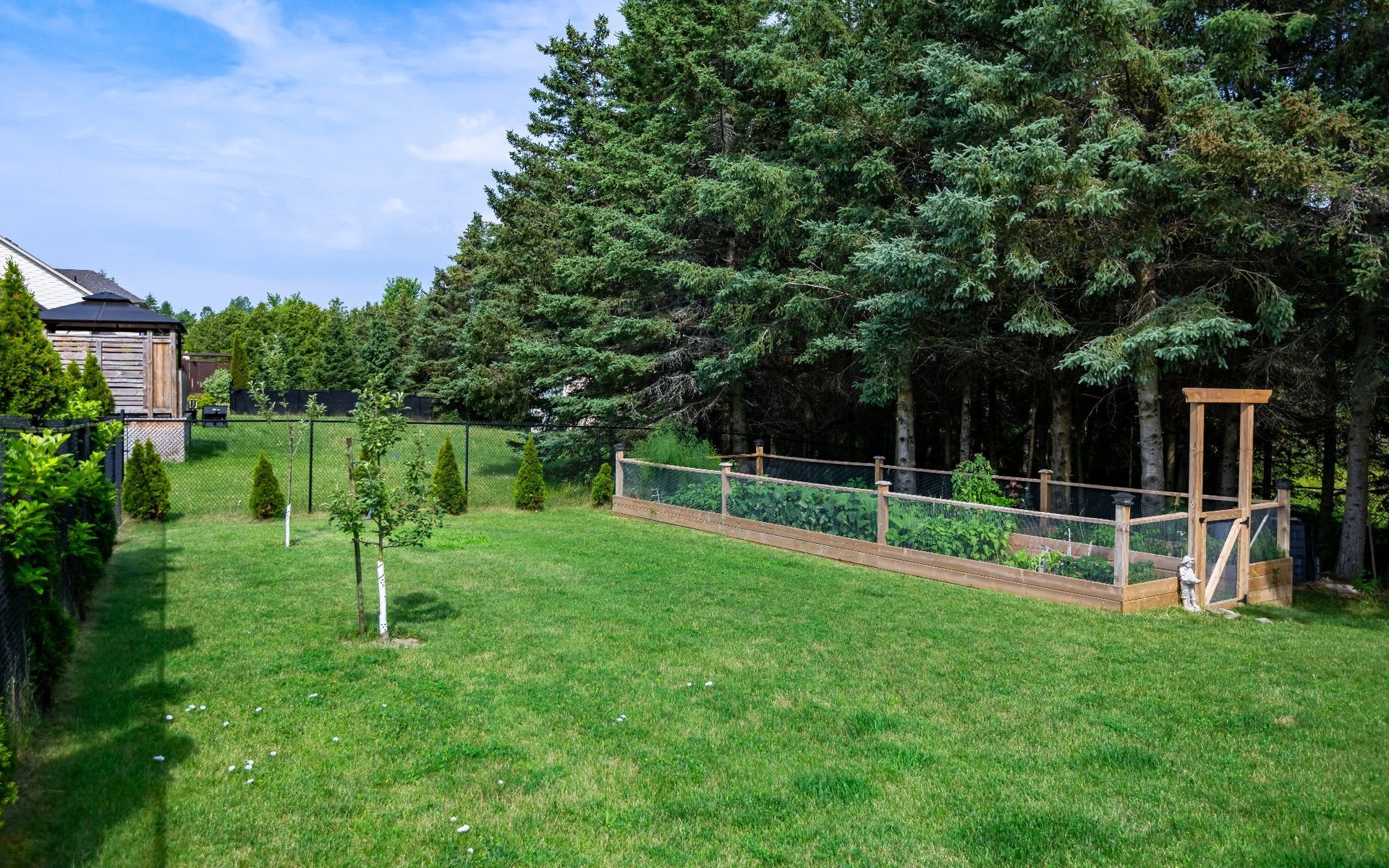 A large lush green yard with a wooden fence and trees in the background.
