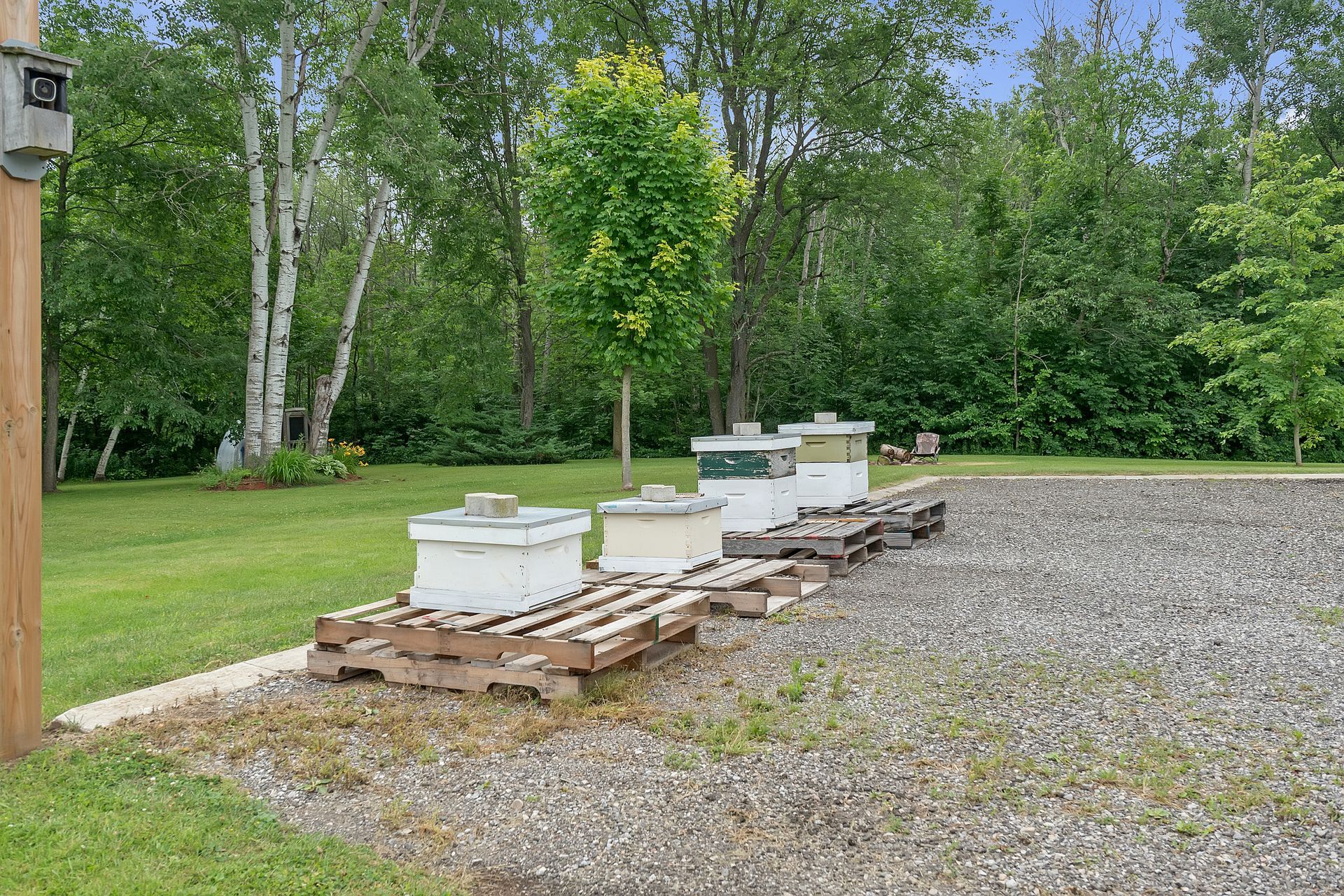 A row of beehives are sitting on wooden pallets in a grassy area.