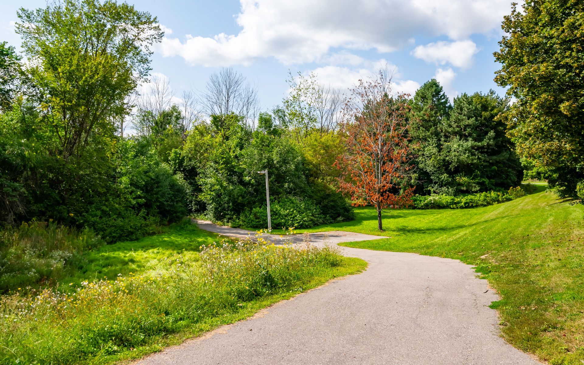 A path in the middle of a park surrounded by trees and grass.