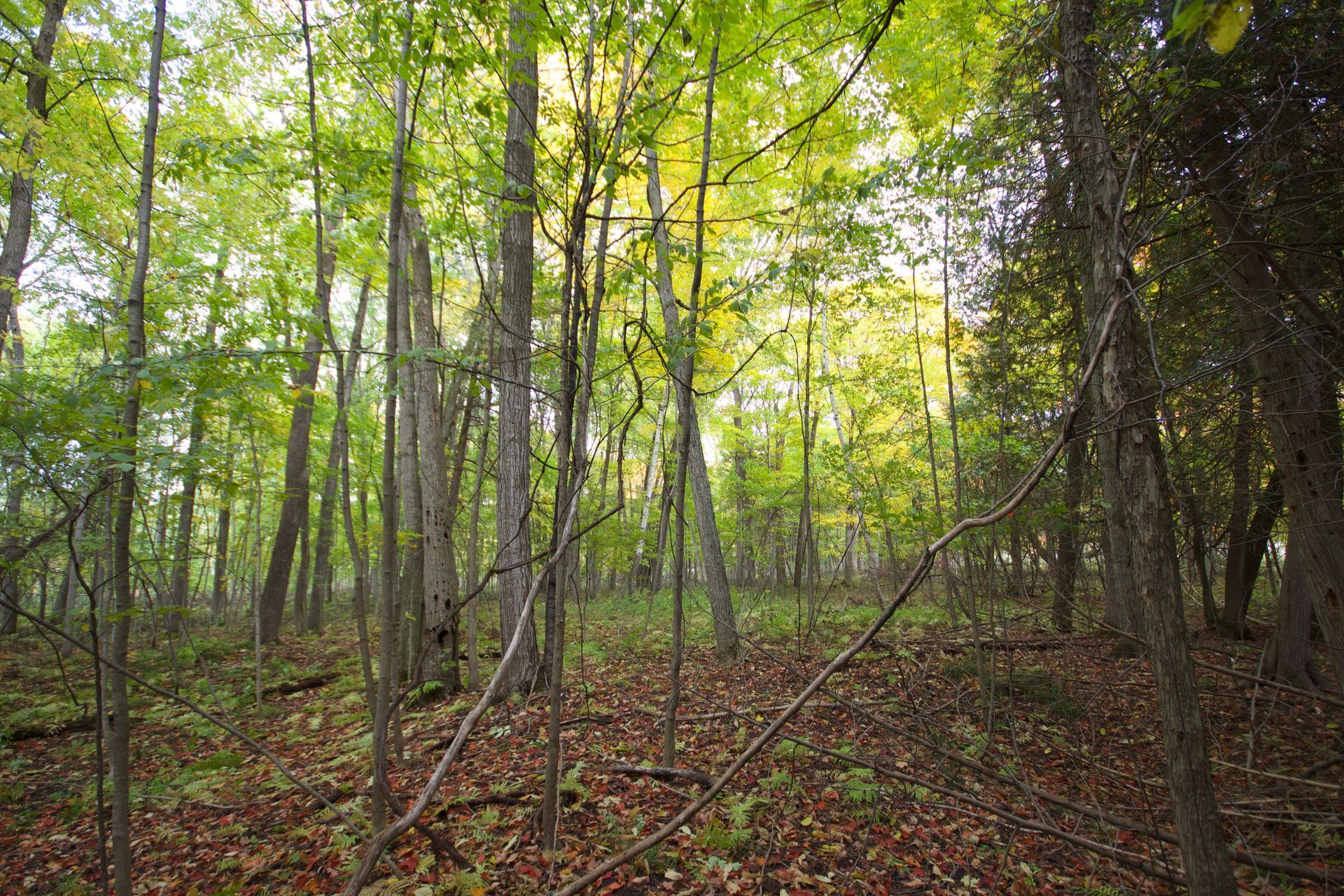 A forest with lots of trees and leaves on the ground