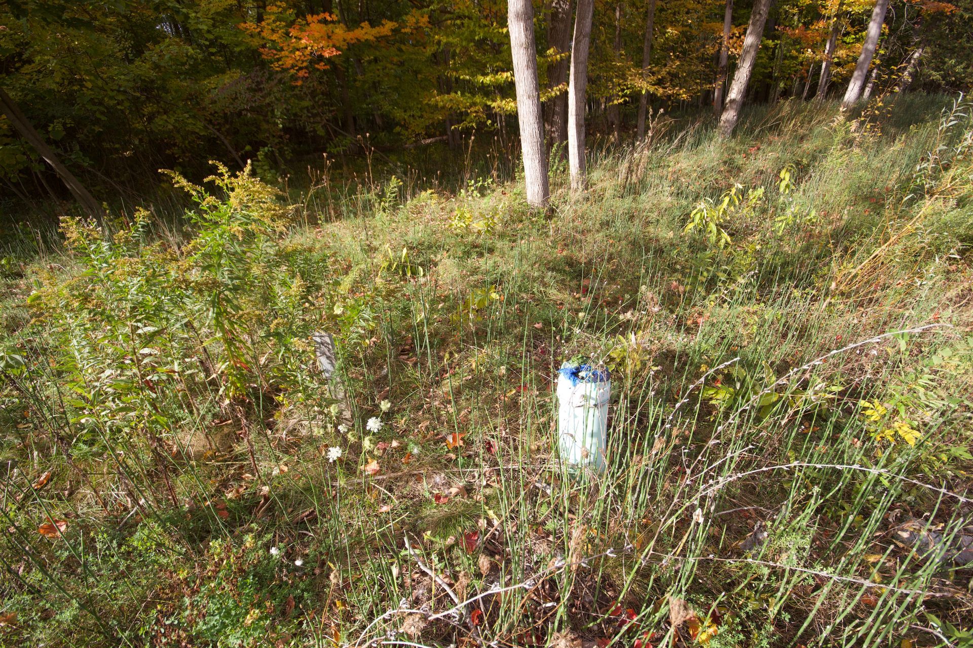 A white pipe is sitting in the middle of a forest.