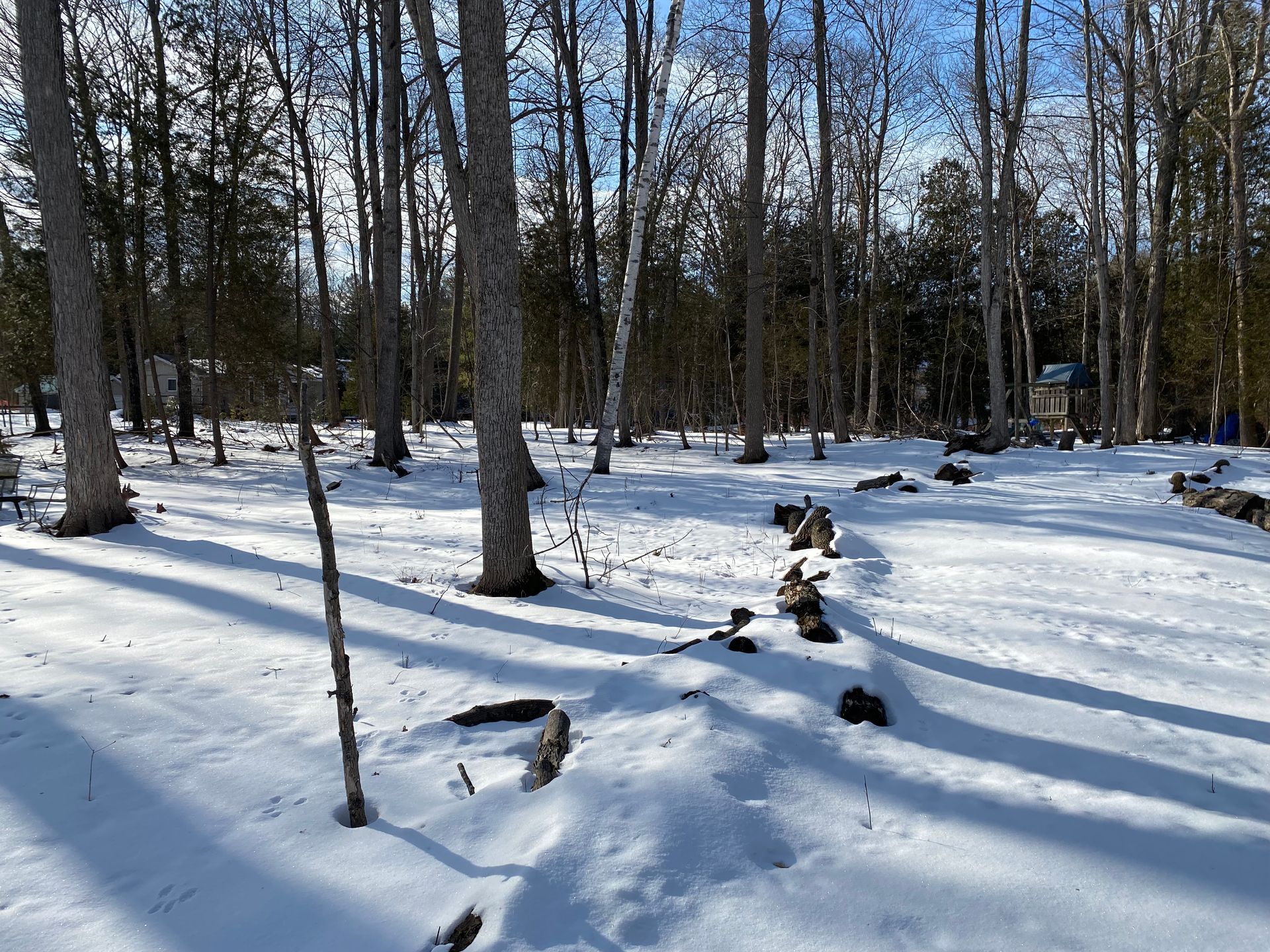 A snowy forest with trees covered in snow on a sunny day.