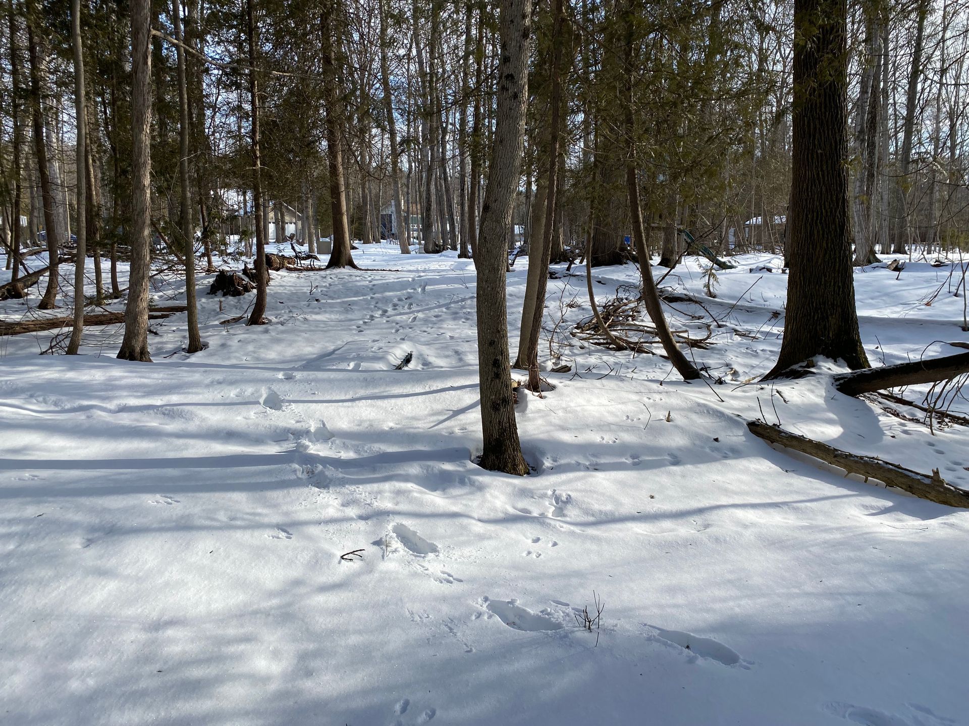 A snowy forest with trees covered in snow