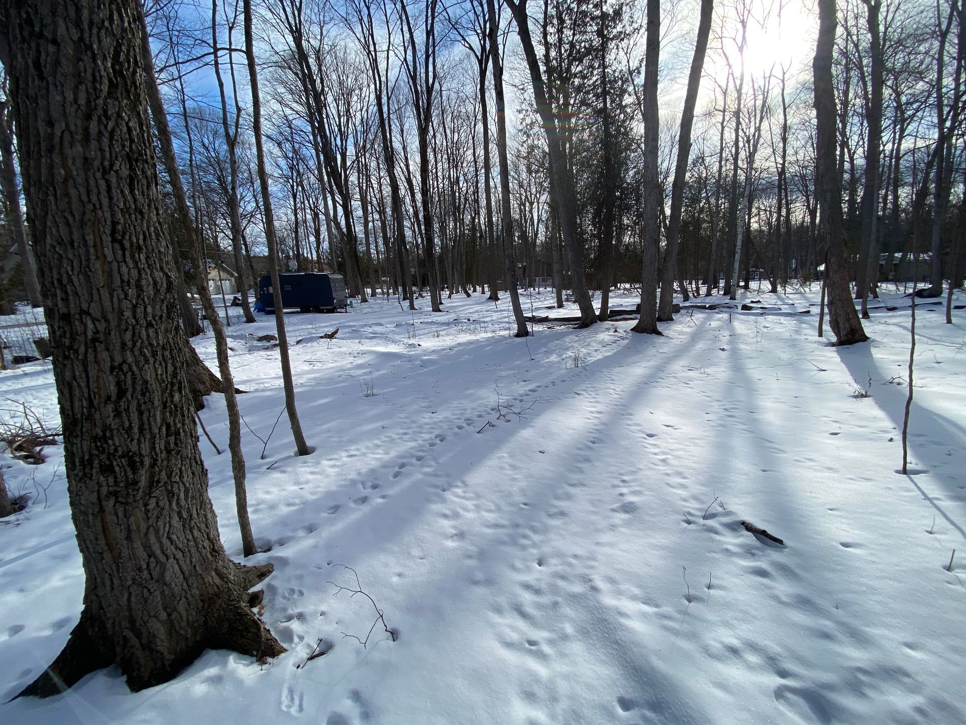 A snowy forest with trees covered in snow