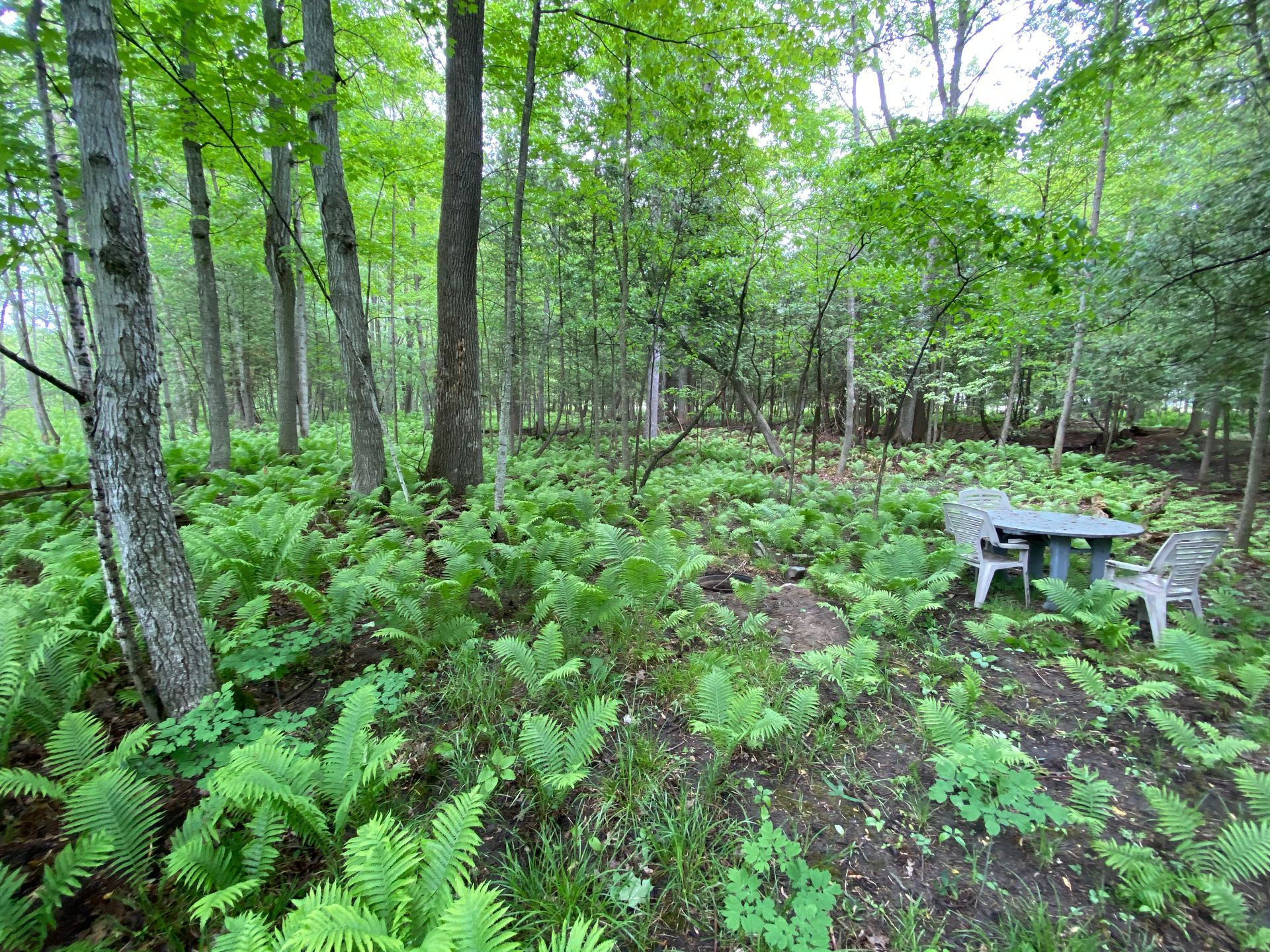 A picnic table and chairs in the middle of a forest surrounded by ferns.