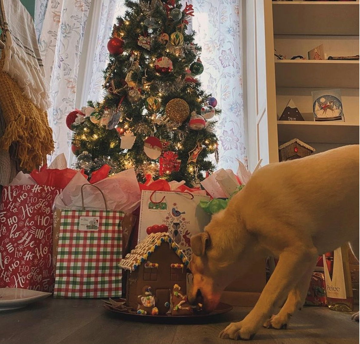 A dog sniffing a gingerbread house in front of a christmas tree