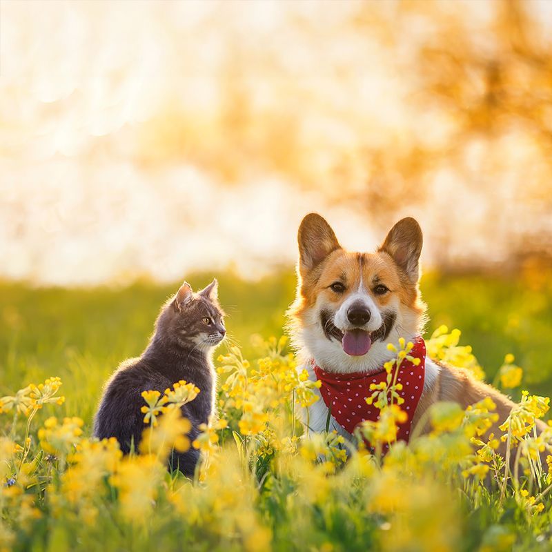 A dog and a cat are sitting in a field of yellow flowers.