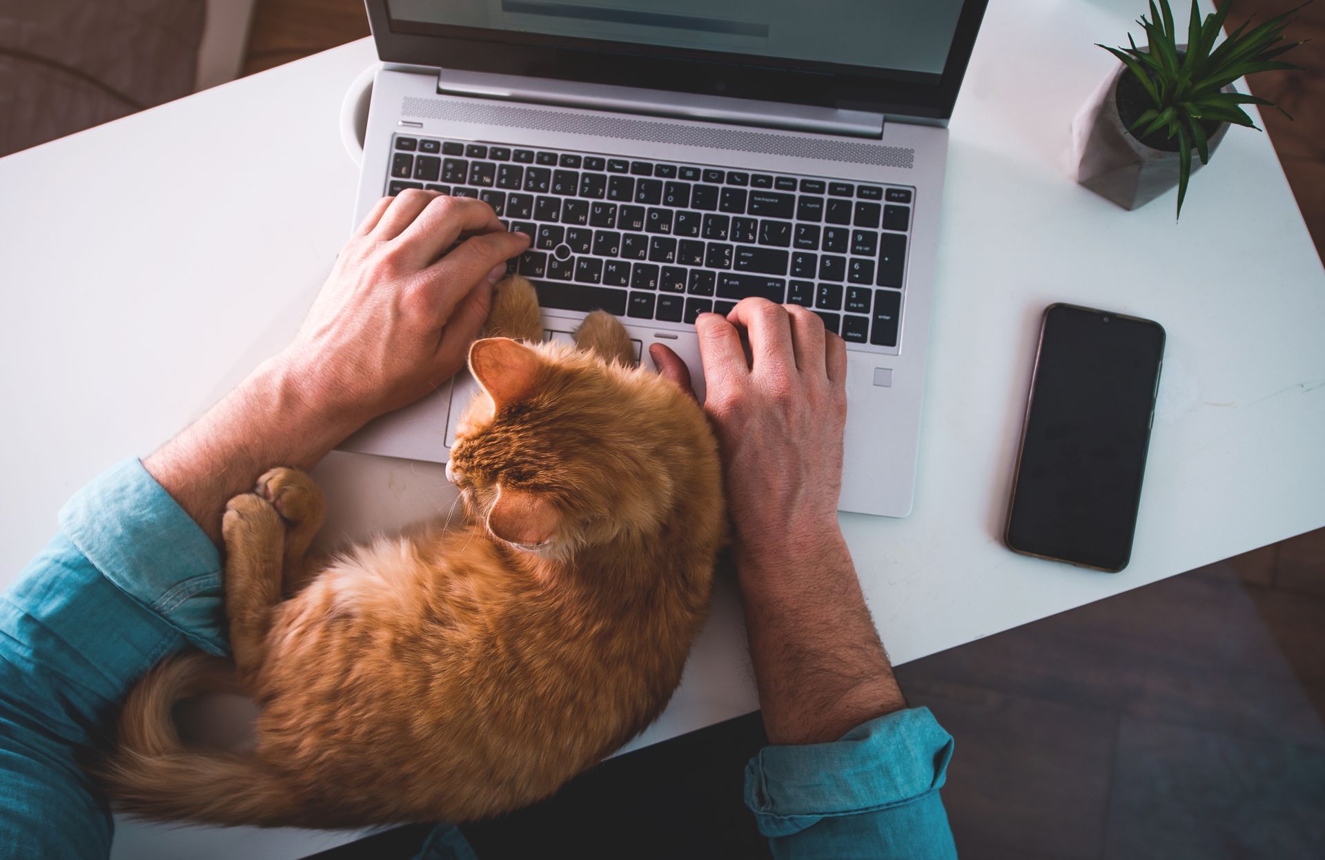 A person is typing on a laptop with a cat laying on their lap.