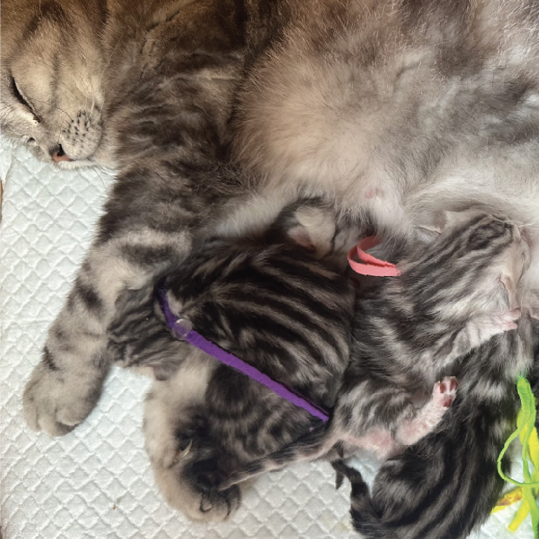 11 mei 2025 Moederdag met een black silver tabby randje.