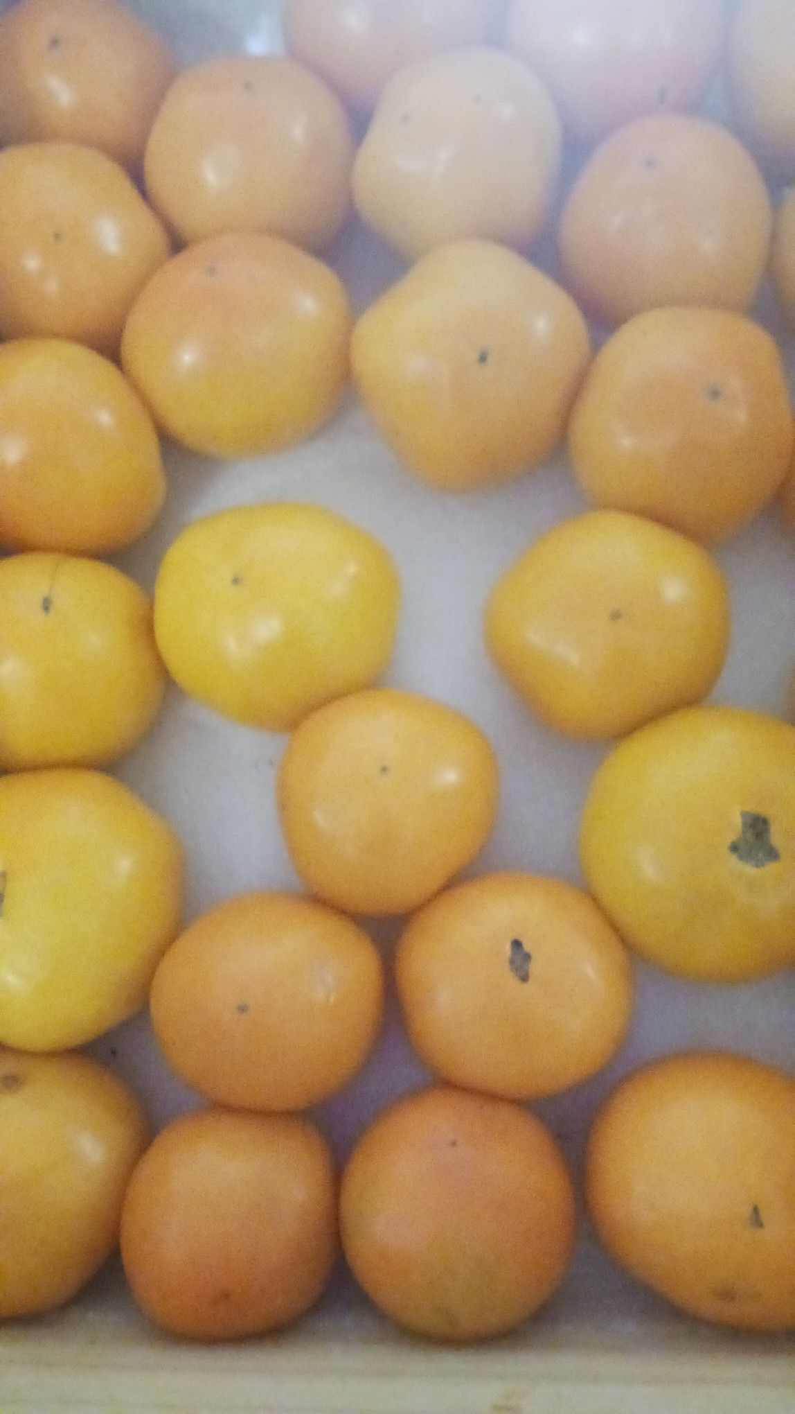 Close-up of a tray filled with a mix of yellow and orange persimmons.